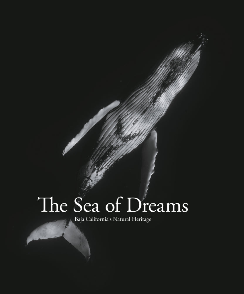 The Sea of Dreams (Christopher Swann)