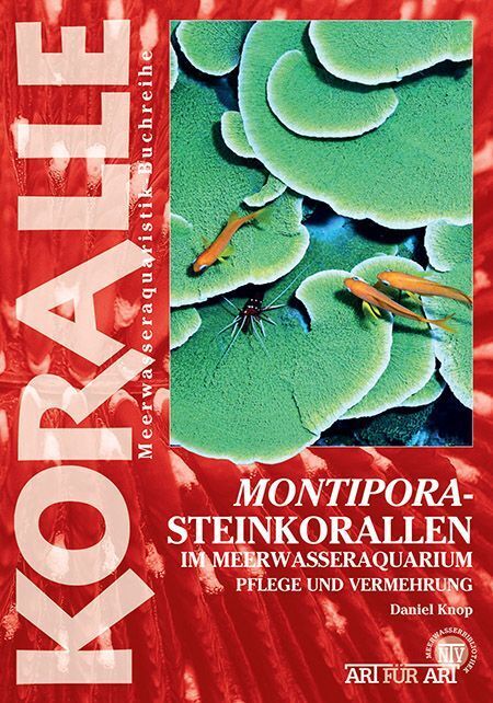 Montipora-Steinkorallen im Meerwasseraquarium (Daniel Knop)