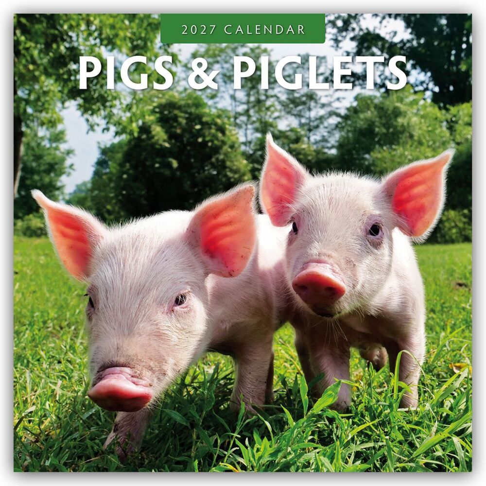 Pigs & Piglets - Schweine & Ferkel 2027 - 16-Monatskalender (Red Robin Publishing Ltd)