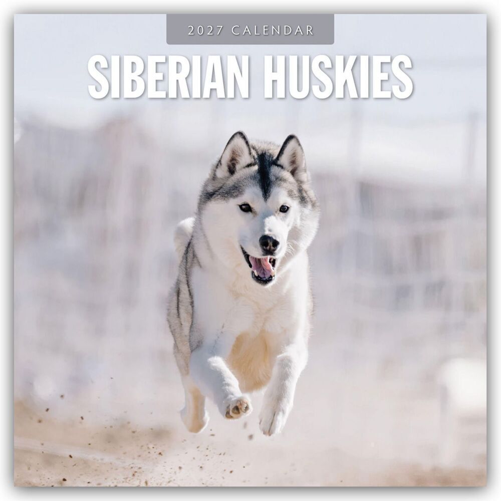 Siberian Huskies - Sibirischer Husky - Sibirische Huskys 2027 - 16-Monatskalender (Red Robin Publishing Ltd)