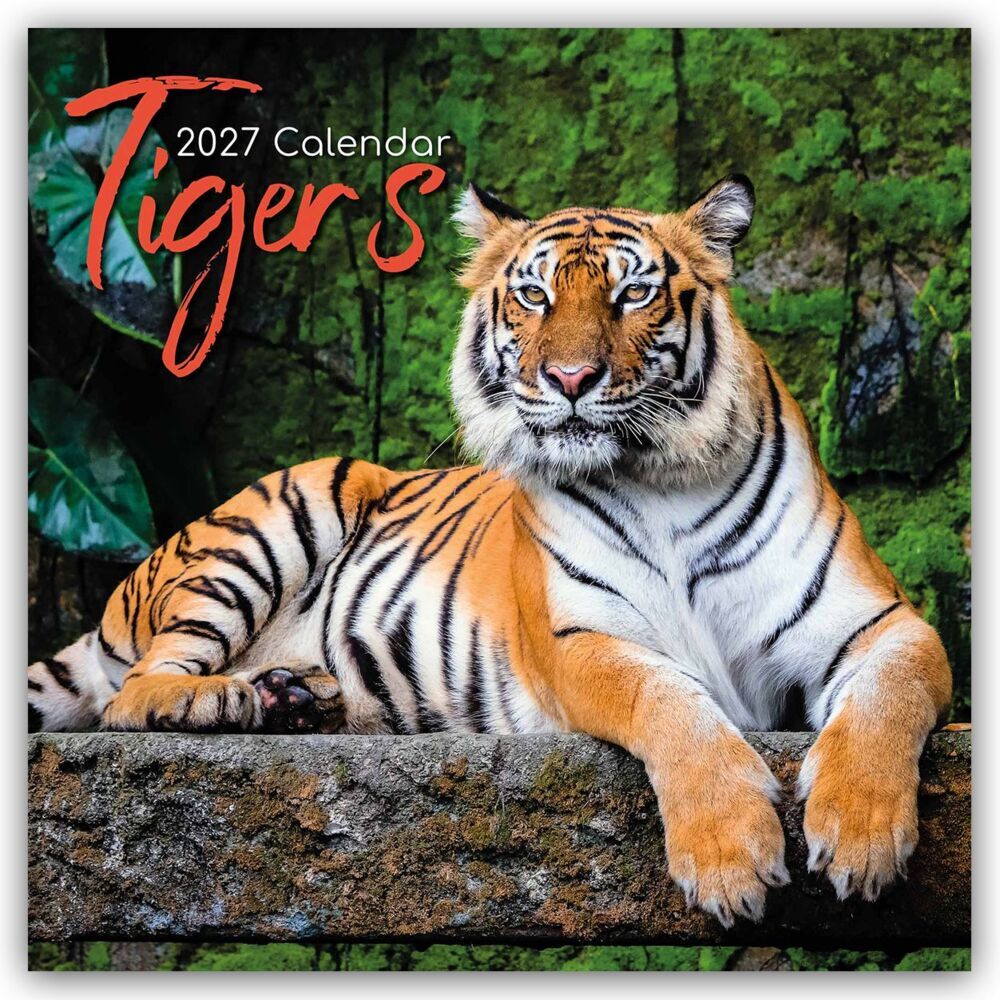 Tigers - Tiger 2027 - 16-Monatskalender (The Gifted Stationery Co. Ltd)