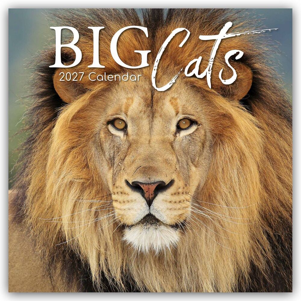 Big Cats - Raubkatzen - Löwen Tiger Geparden Leoparden 2027 - 16-Monatskalender (The Gifted Stationery Co. Ltd)