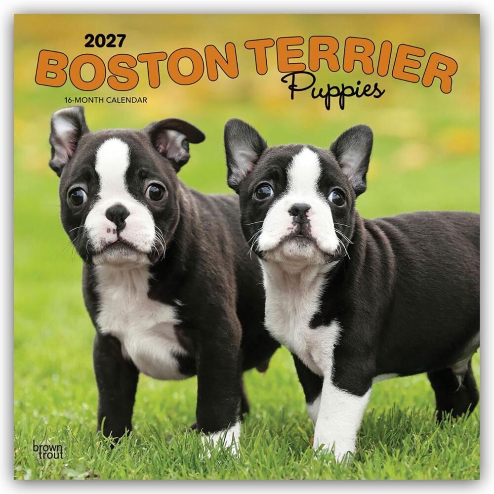 Boston Terrier Puppies - Boston Terrier Welpen 2027 - 16-Monatskalender (Browntrout Publishers Inc)