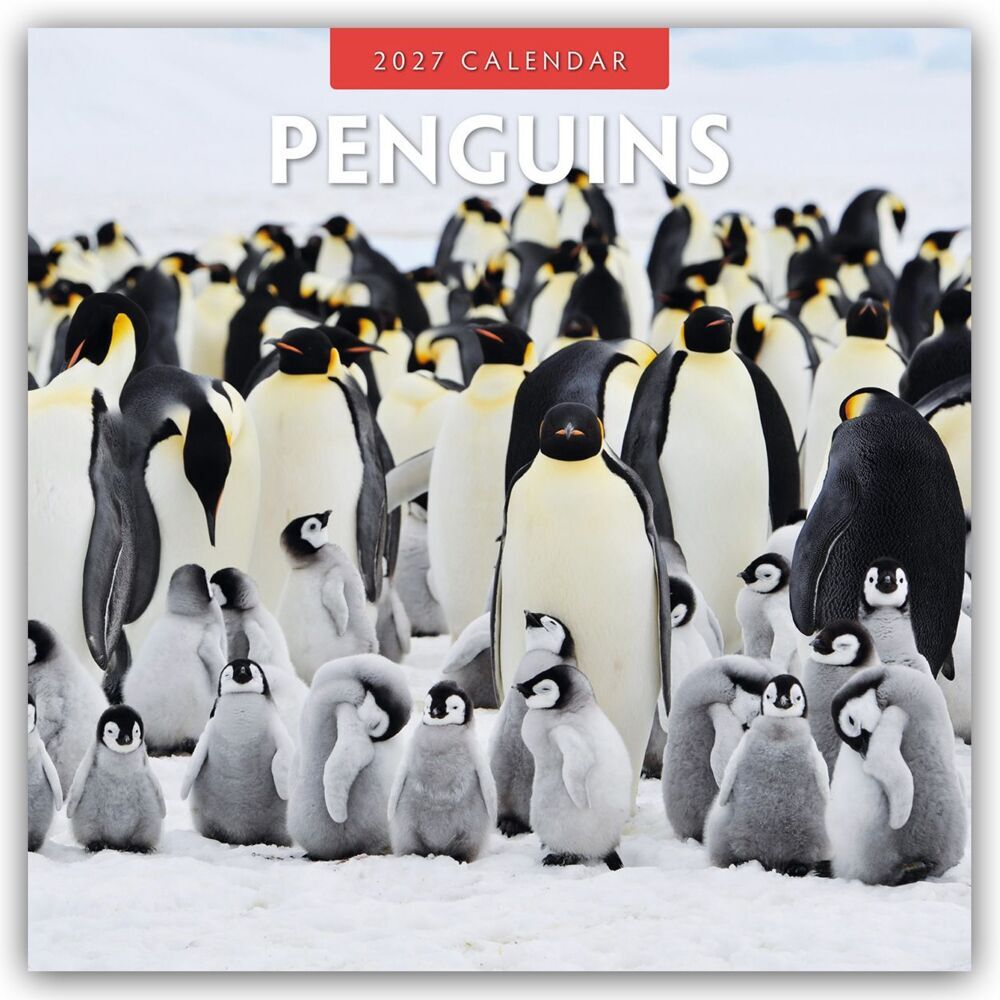 Penguins - Pinguine 2027 - 16-Monatskalender (Red Robin Publishing Ltd)