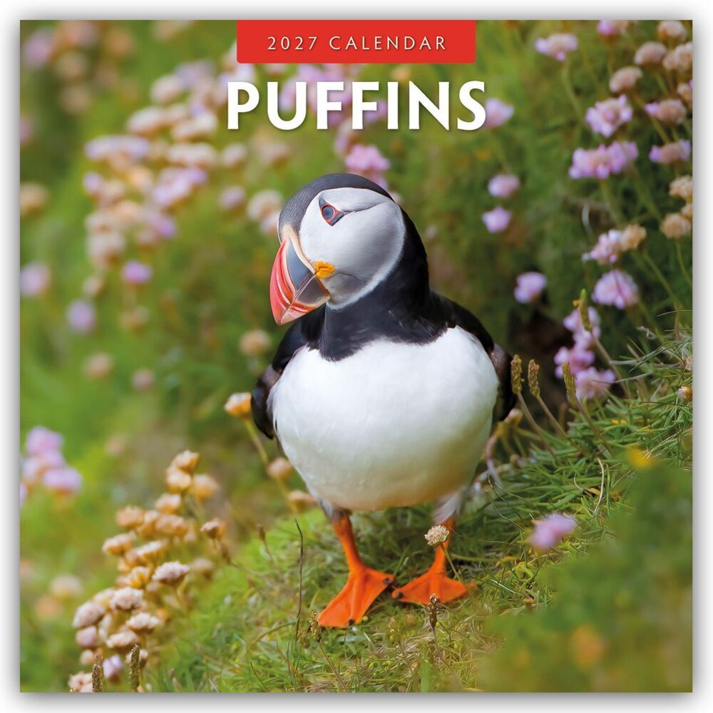 Puffins - Papageitaucher 2027 - 16-Monatskalender (Red Robin Publishing Ltd)