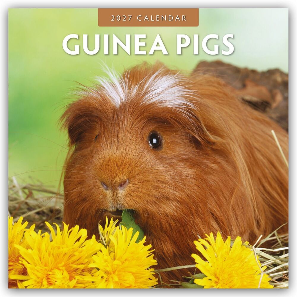 Guinea Pigs - Meerschweinchen 2027 - 16-Monatskalender (Red Robin Publishing Ltd)