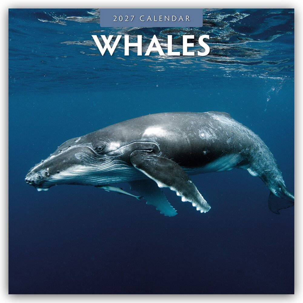 Whales - Wale 2027 - 16-Monatskalender (Red Robin Publishing Ltd)