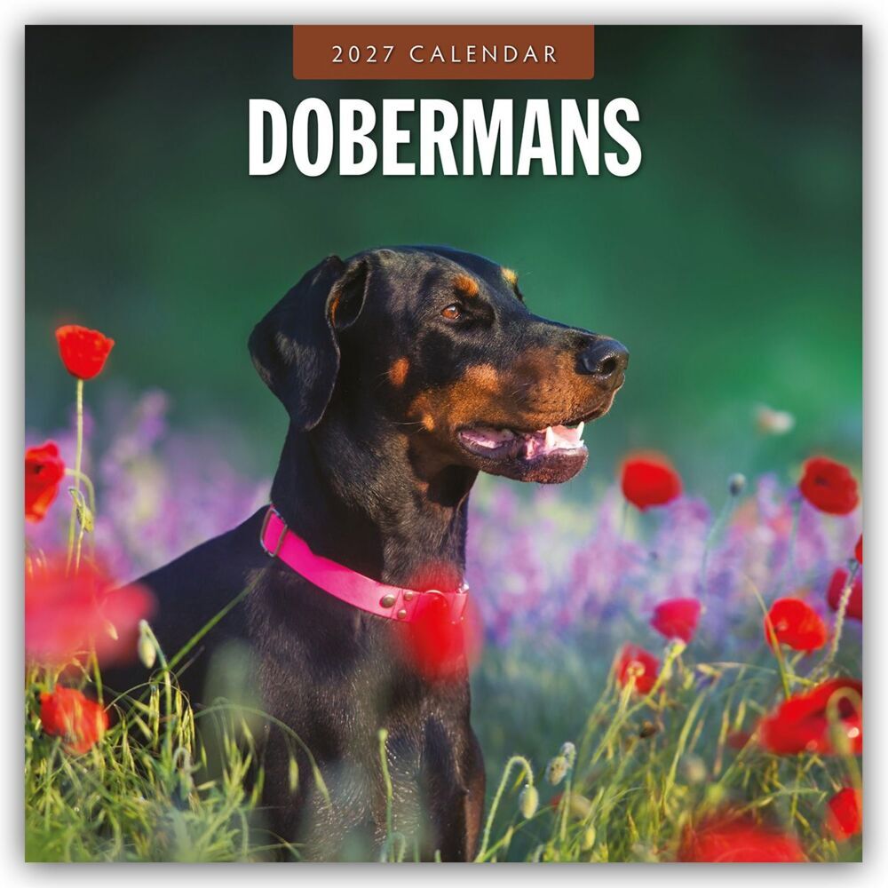 Dobermans - Dobermann 2027 - 16-Monatskalender (Red Robin Publishing Ltd)