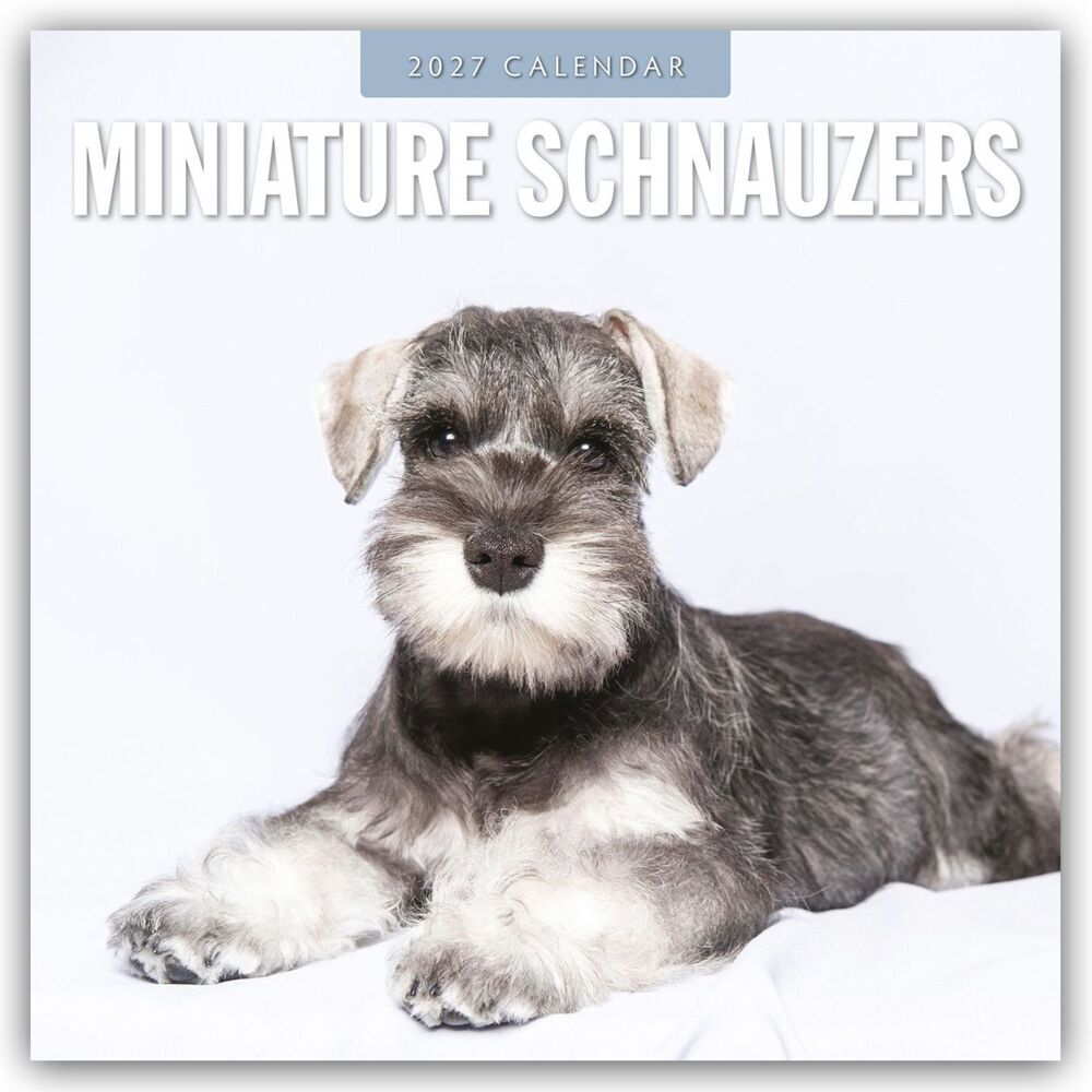 Miniature Schnauzer - Zwergschnauzer 2027 - 16-Monatskalender (Red Robin Publishing Ltd)