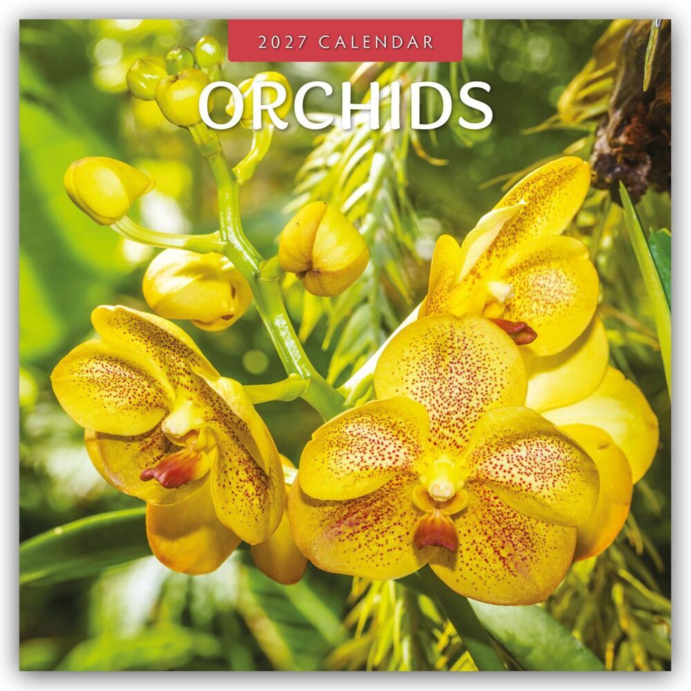 Orchids - Orchideen 2027 - 16-Monatskalender (Red Robin Publishing Ltd)