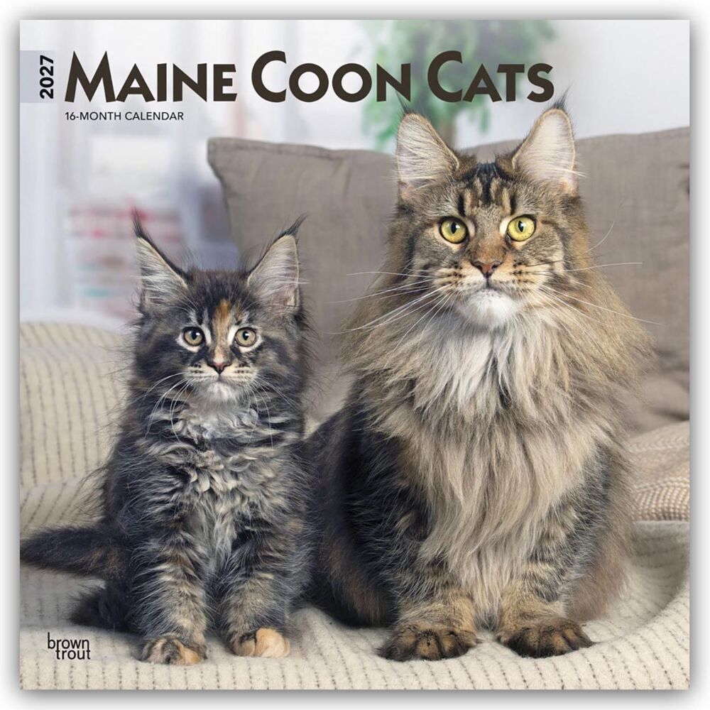 Maine Coon Cats - Maine Coon Katzen 2027 - 16-Monatskalender (Browntrout Publishers Inc)