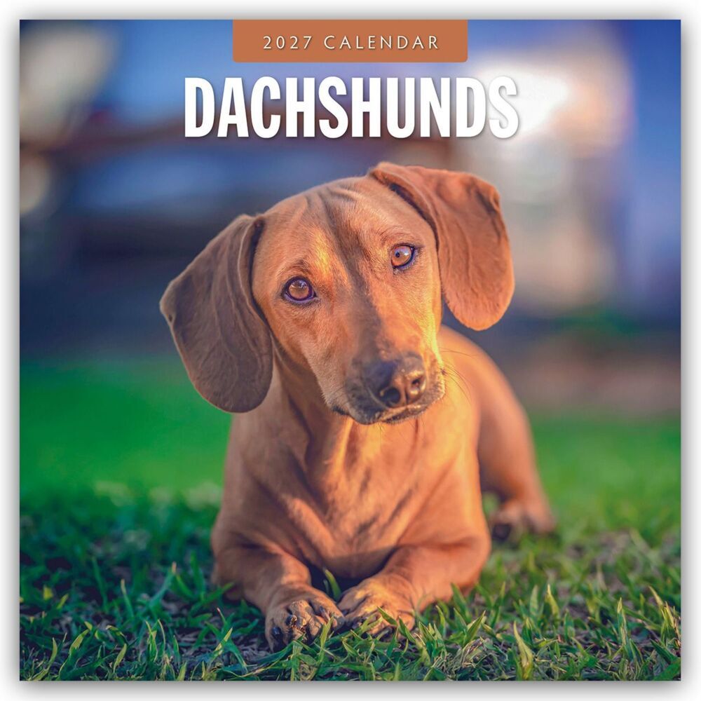 Dachshunds - Dackel - Dachshunde 2027 - 16-Monatskalender (Red Robin Publishing Ltd)