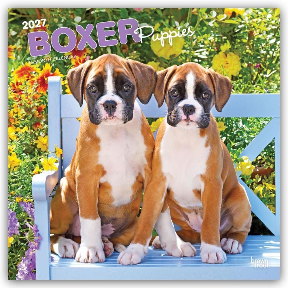 Boxer Puppies - Boxer Welpen 2027 - 16-Monatskalender (Browntrout Publishers Inc)