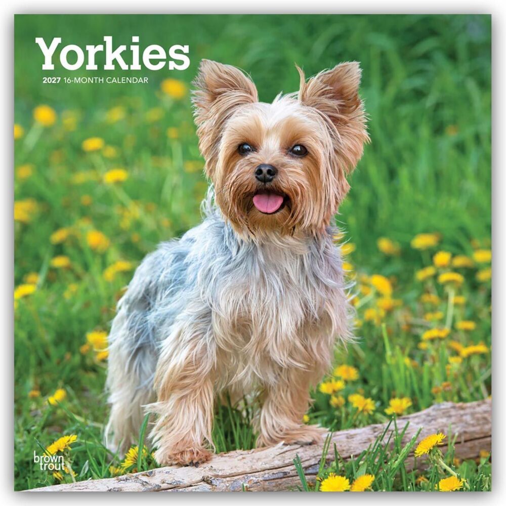 Yorkshire Terriers - Yorkshire Terrier - Yorkies 2027 - 16-Monatskalender (Browntrout Publishers Inc)