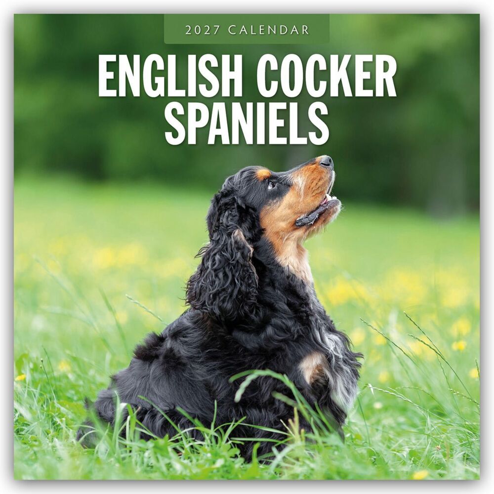 English Cocker Spaniels - Englisch Cocker Spaniel 2027 - 16-Monatskalender (Red Robin Publishing Ltd)