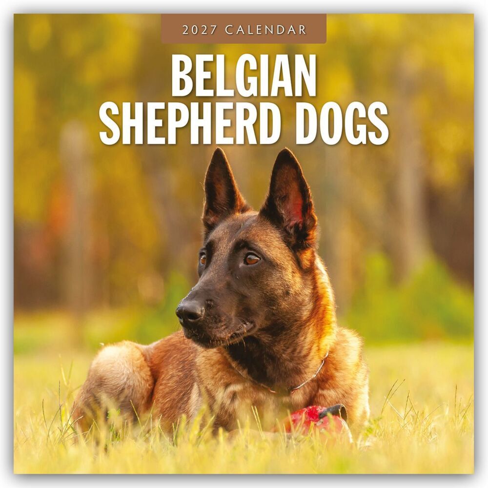 Belgian Shepherd - Belgischer Schäferhund 2027 - 16-Monatskalender (Red Robin Publishing Ltd)