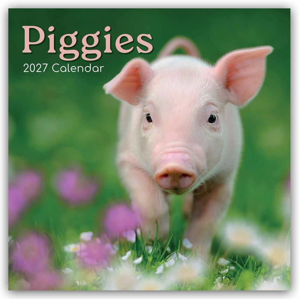 Piggies - Ferkel Schweine 2027 - 16-Monatskalender (Gifted Stationery Co. Ltd)