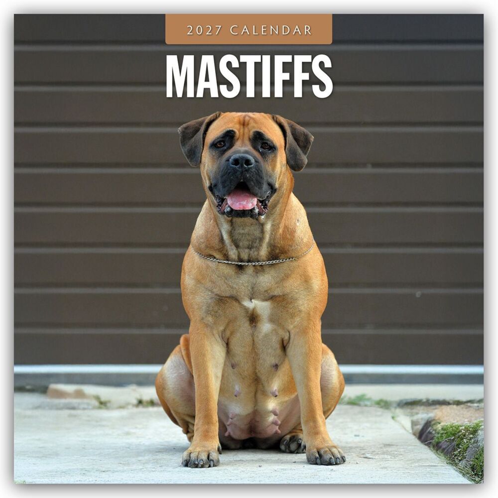 Mastiffs - Mastiff 2027 - 16-Monatskalender (Red Robin Publishing Ltd)