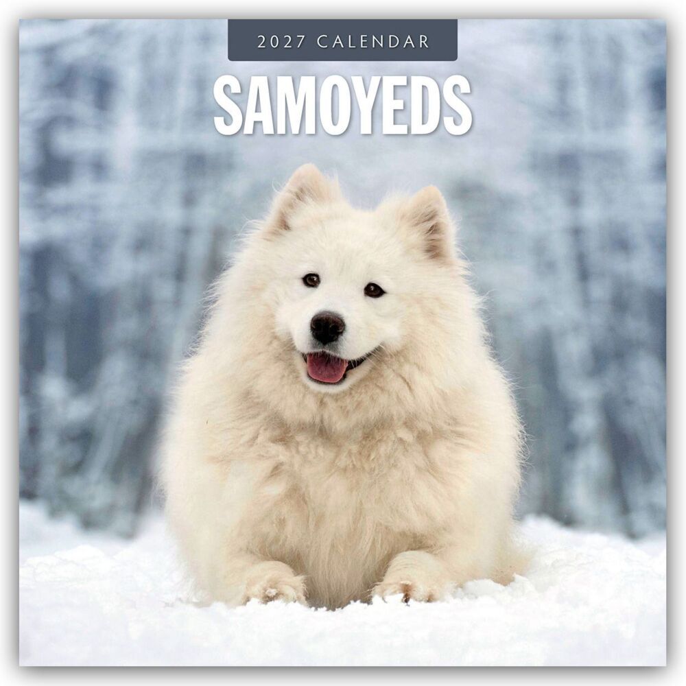 Samoyeds - Samojede - Samojedenspitz 2027 - 16-Monatskalender (Red Robin Publishing Ltd)