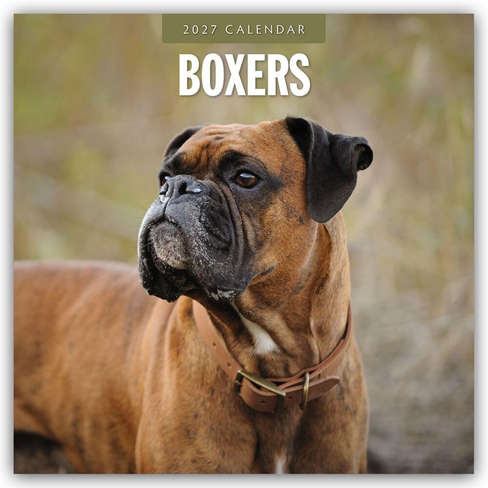 Boxers - Deutscher Boxer 2027 - 16-Monatskalender (Red Robin Publishing Ltd)