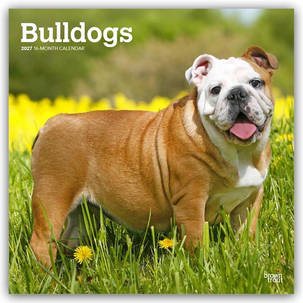 Bulldogs - Bulldogge 2027 - 16-Monatskalender (Browntrout Publishers Inc)