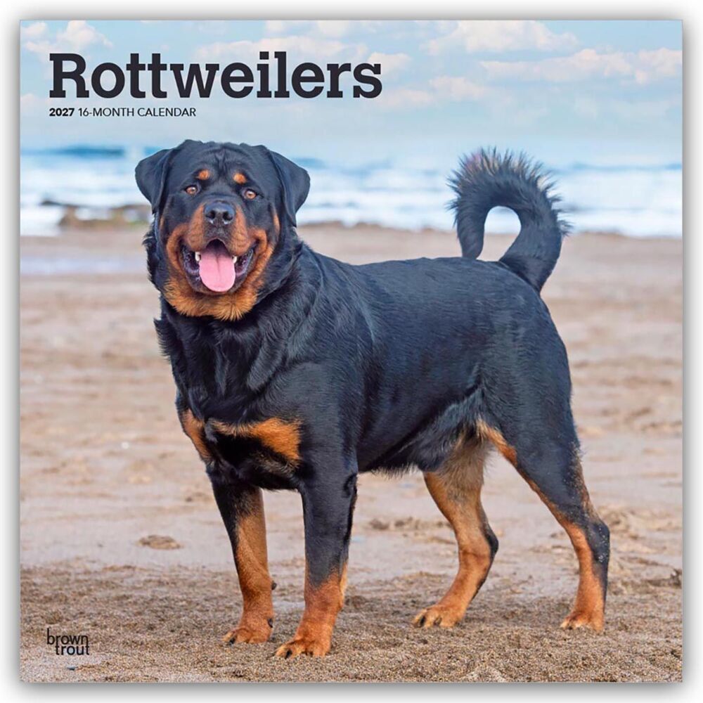 Rottweilers - Rottweiler 2027 - 16-Monatskalender (Browntrout Publishers Inc)