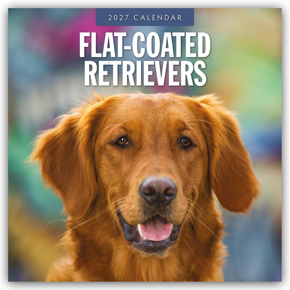 Flat-Coated Retrievers - Flat Coated Retriever 2027 - 16-Monatskalender (Red Robin Publishing Ltd)