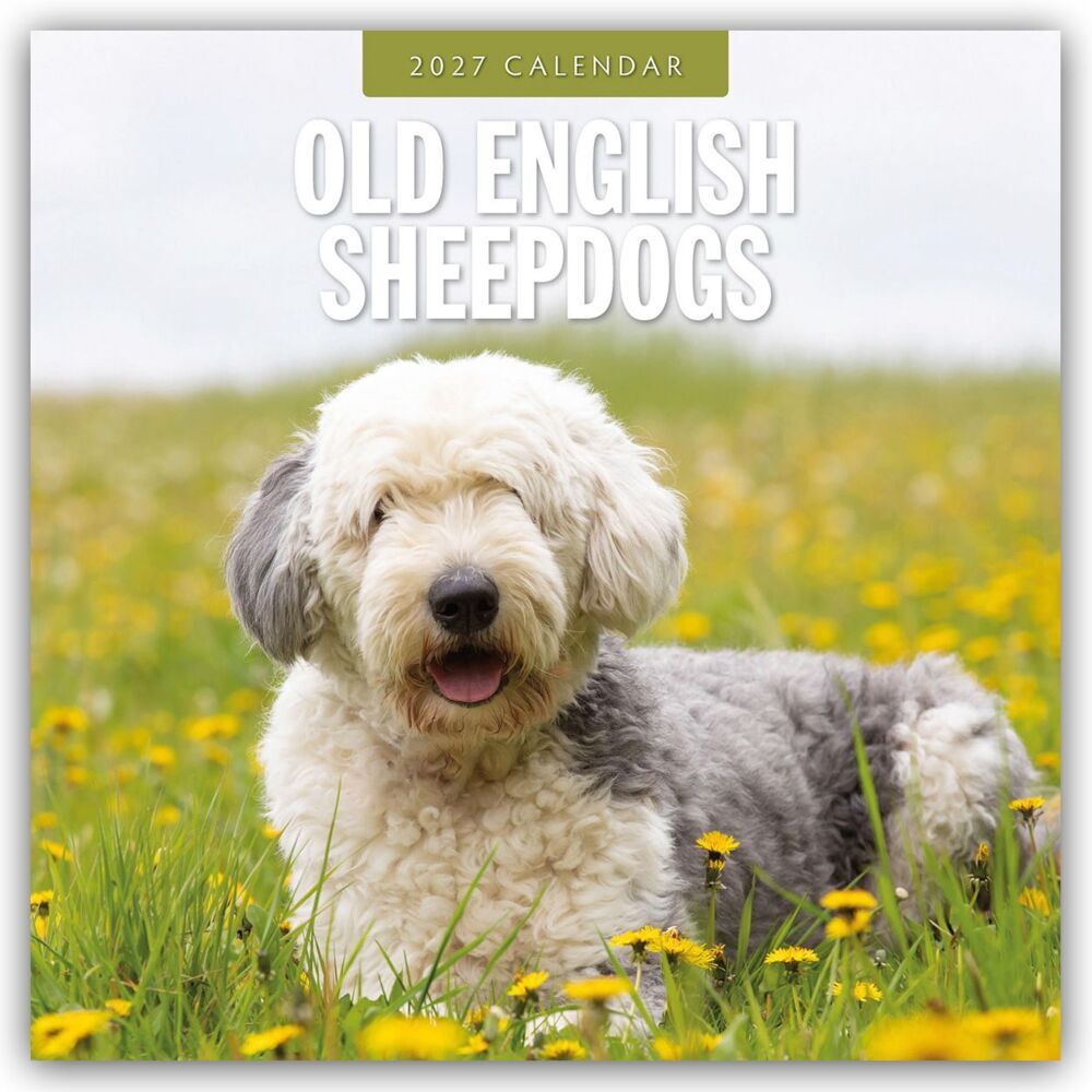 Old English Sheepdogs - Bobtail 2027 - 16-Monatskalender (Red Robin Publishing Ltd)