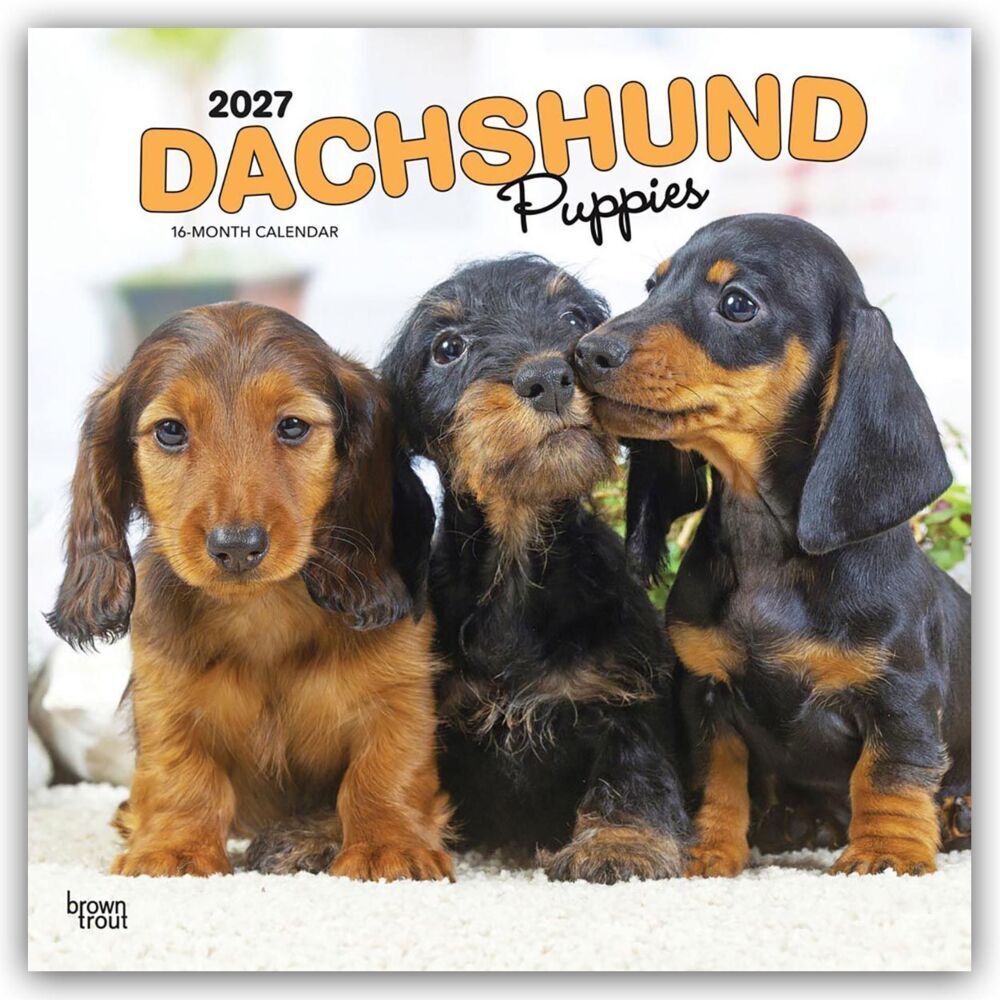 Dachshund Puppies - Dackel Welpen 2027 - 16-Monatskalender (Browntrout Publishers Inc)
