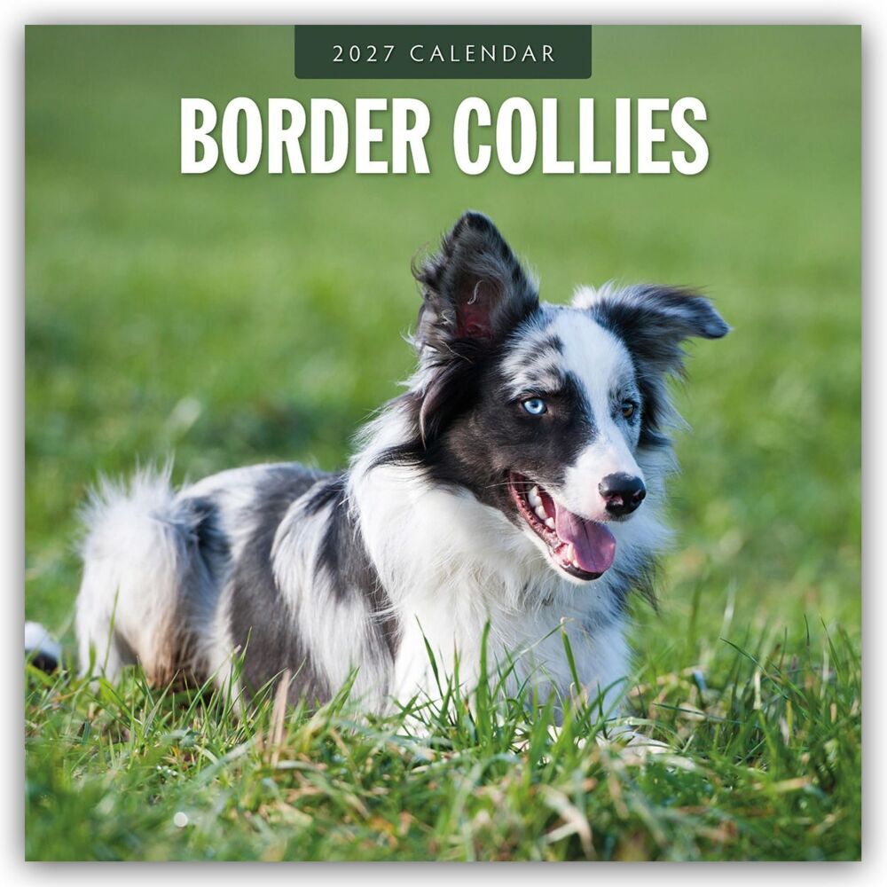 Border Collies - Border Collie 2027 - 16-Monatskalender (Red Robin Publishing Ltd)