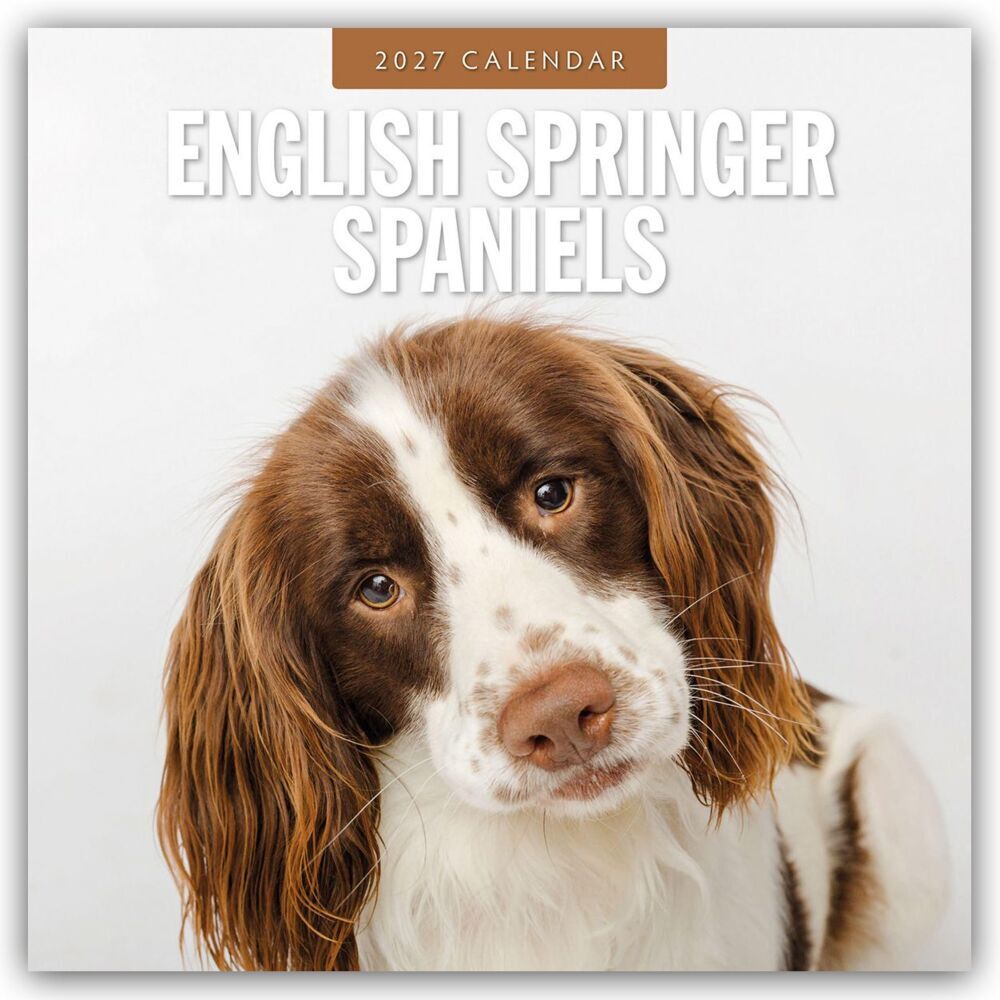 English Springer Spaniels - Englisch Springer Spaniels 2027 - 16-Monatskalender (Red Robin Publishing Ltd)