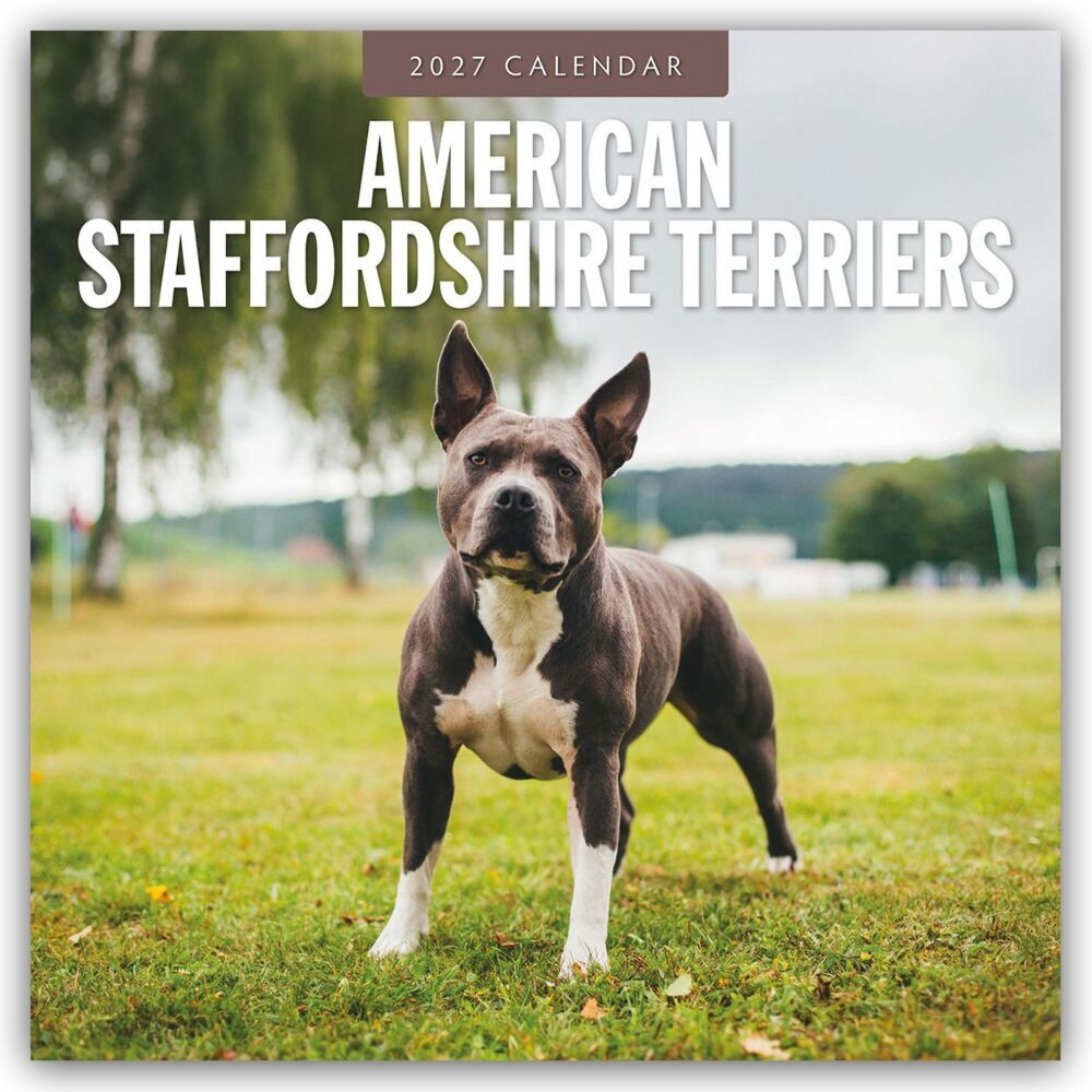 American Staffordshire Terriers - American Staffordshire Terrier 2027 - 16-Monatskalender (Red Robin Publishing Ltd)