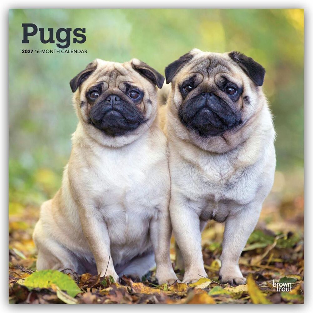 Pugs - Mops 2027 - 16-Monatskalender (Browntrout Publishers Inc)