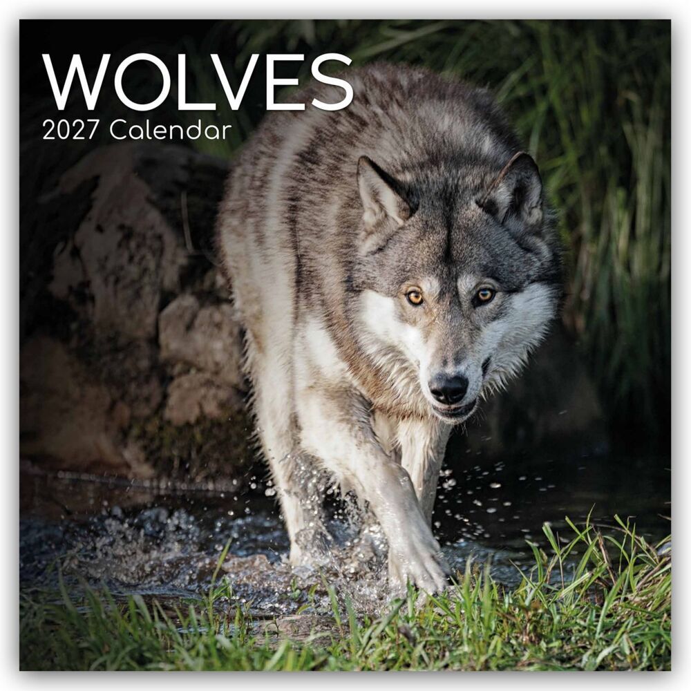 Wolves - Wölfe 2027 - 16-Monatskalender (Gifted Stationery Co. Ltd)