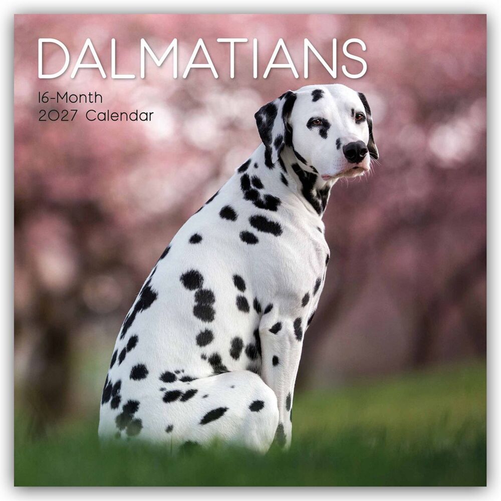 Dalmatians - Dalmatiner 2027 - 16-Monatskalender (Gifted Stationery Co. Ltd)
