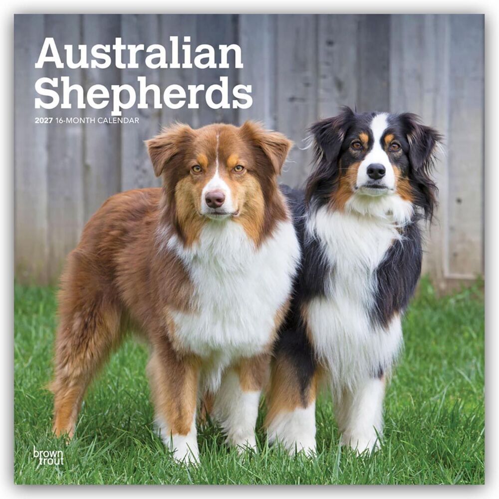 Australian Shepherds 2027 - 16-Monatskalender (Browntrout Publishers Inc)