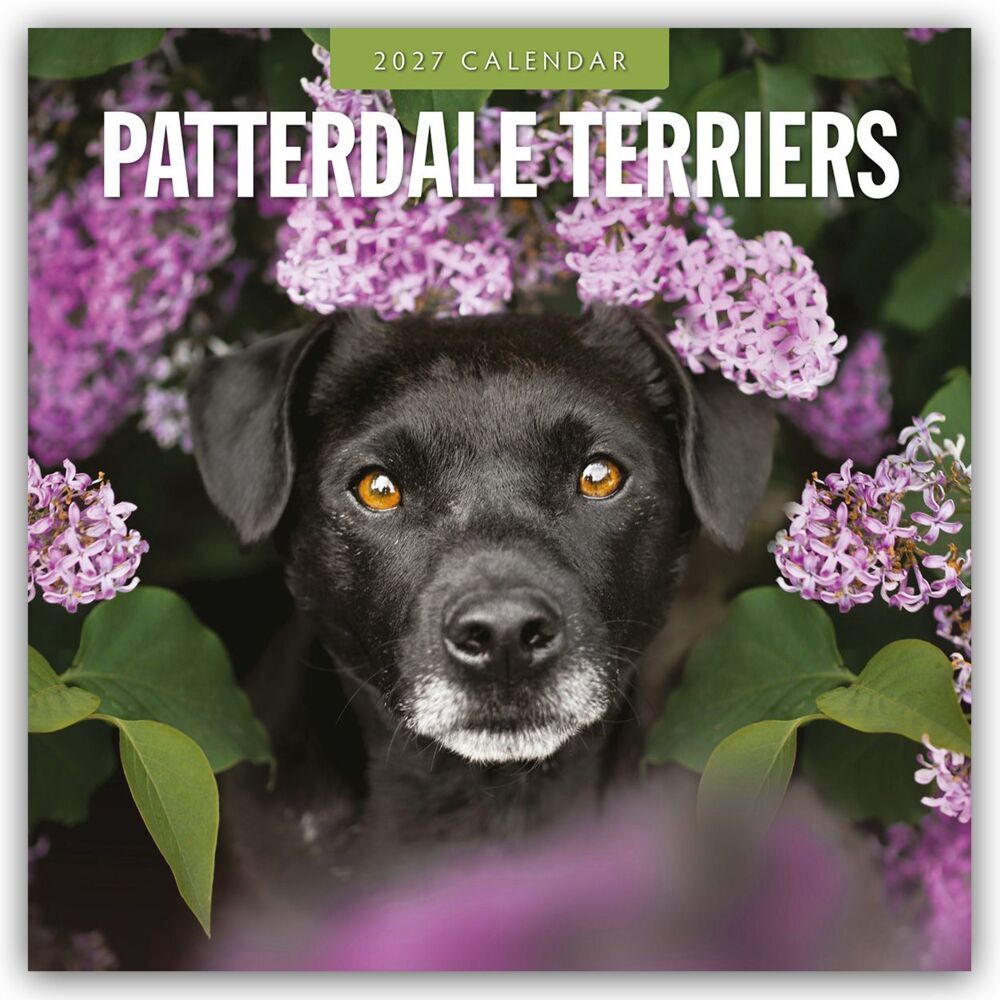 Patterdale Terriers - Patterdale Terrier - Schwarzer Terrier 2027 - 16-Monatskalender (Red Robin Publishing Ltd)