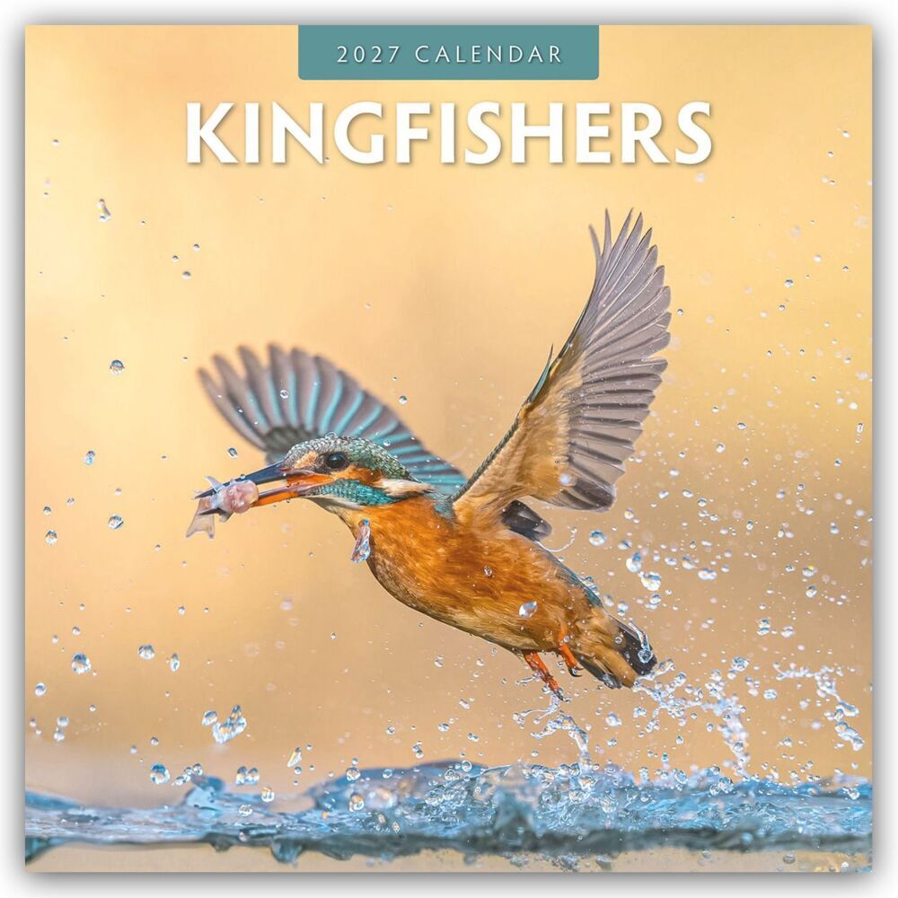 Kingfishers - Eisvögel 2027 - 16-Monatskalender (Red Robin Publishing Ltd)