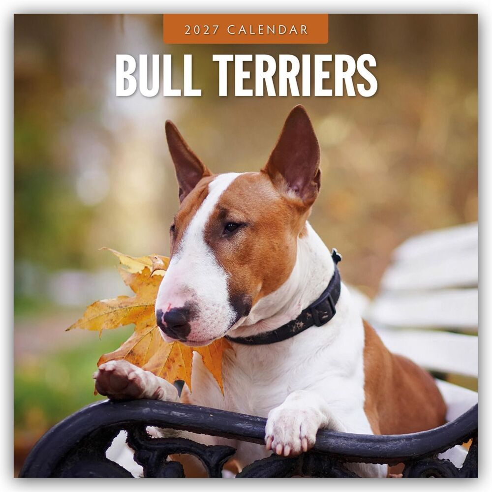 Bull Terriers - Bullterrier 2027 - 16-Monatskalender (Red Robin Publishing Ltd)