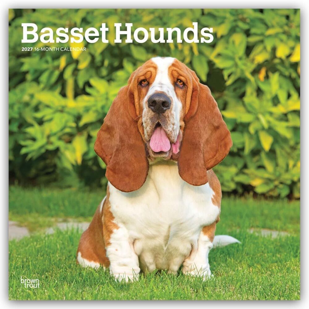 Basset Hounds 2027 - 16-Monatskalender (Browntrout Publishers Inc)