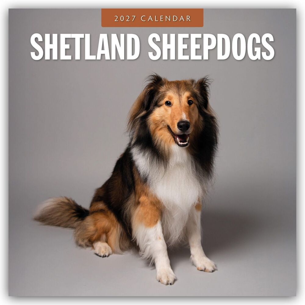 Shetland Sheepdogs - Sheltie 2027 - 16-Monatskalender (Red Robin Publishing Ltd)
