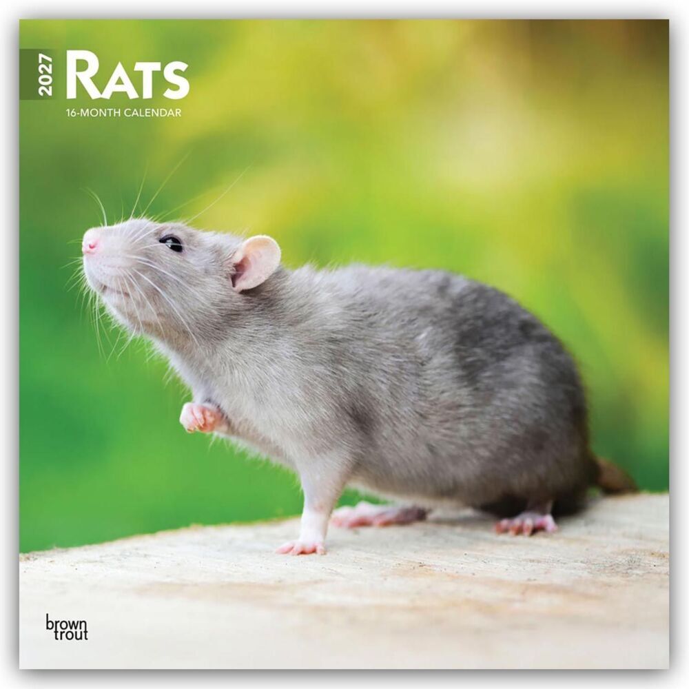 Rats - Ratten 2027 - 16-Monatskalender (Browntrout Publishers Inc)