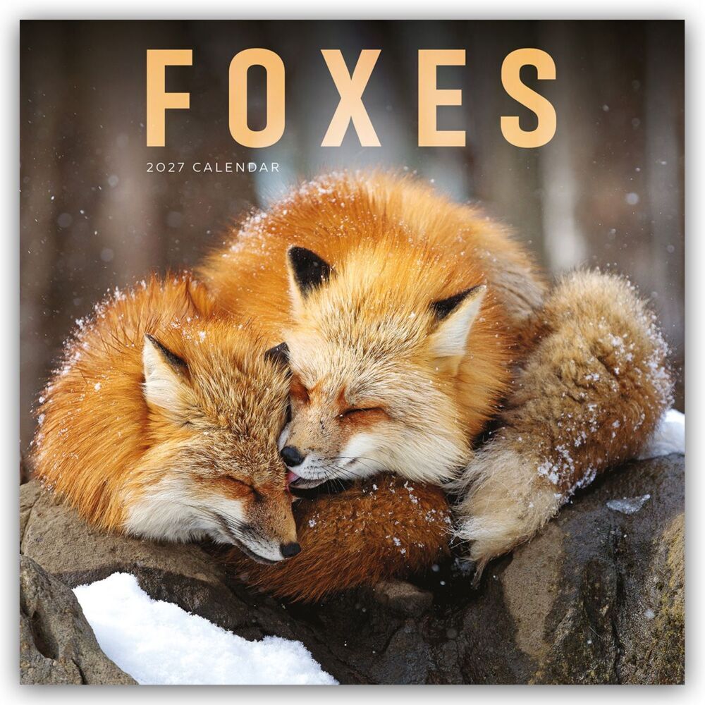 Foxes - Füchse 2027 - Wand-Kalender (Carousel Calendar)