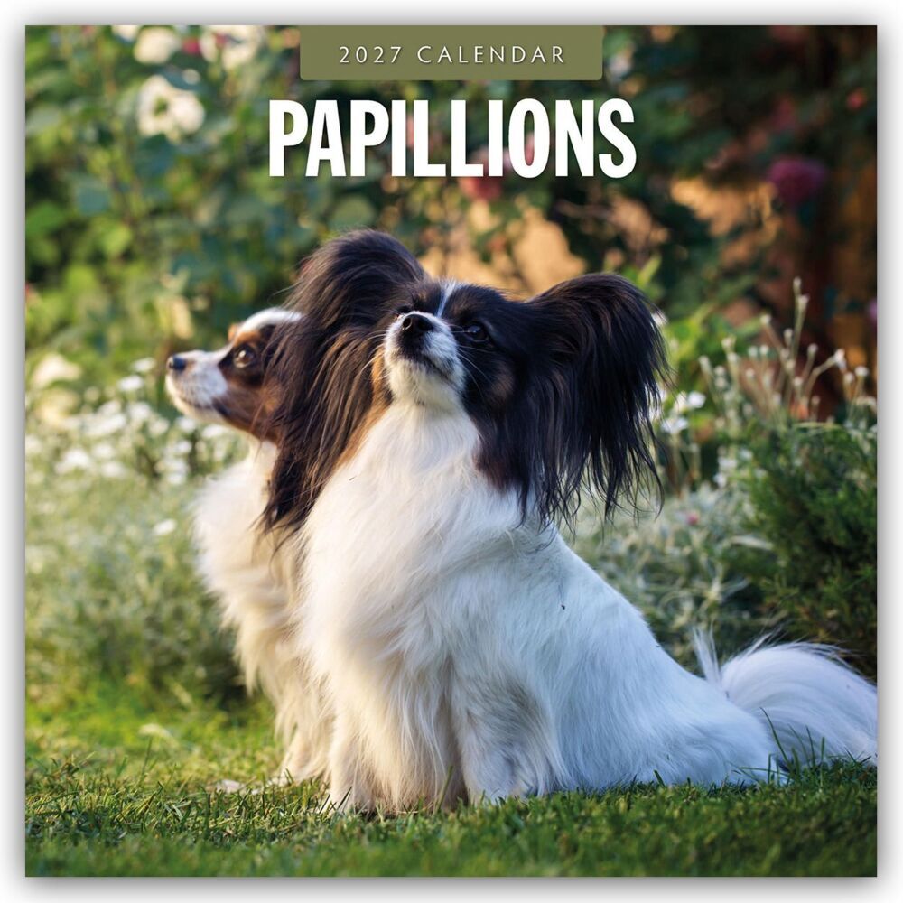 Papillons - Schmetterlingshund - Zwergspaniel 2027 - 16-Monatskalender (Red Robin Publishing Ltd)