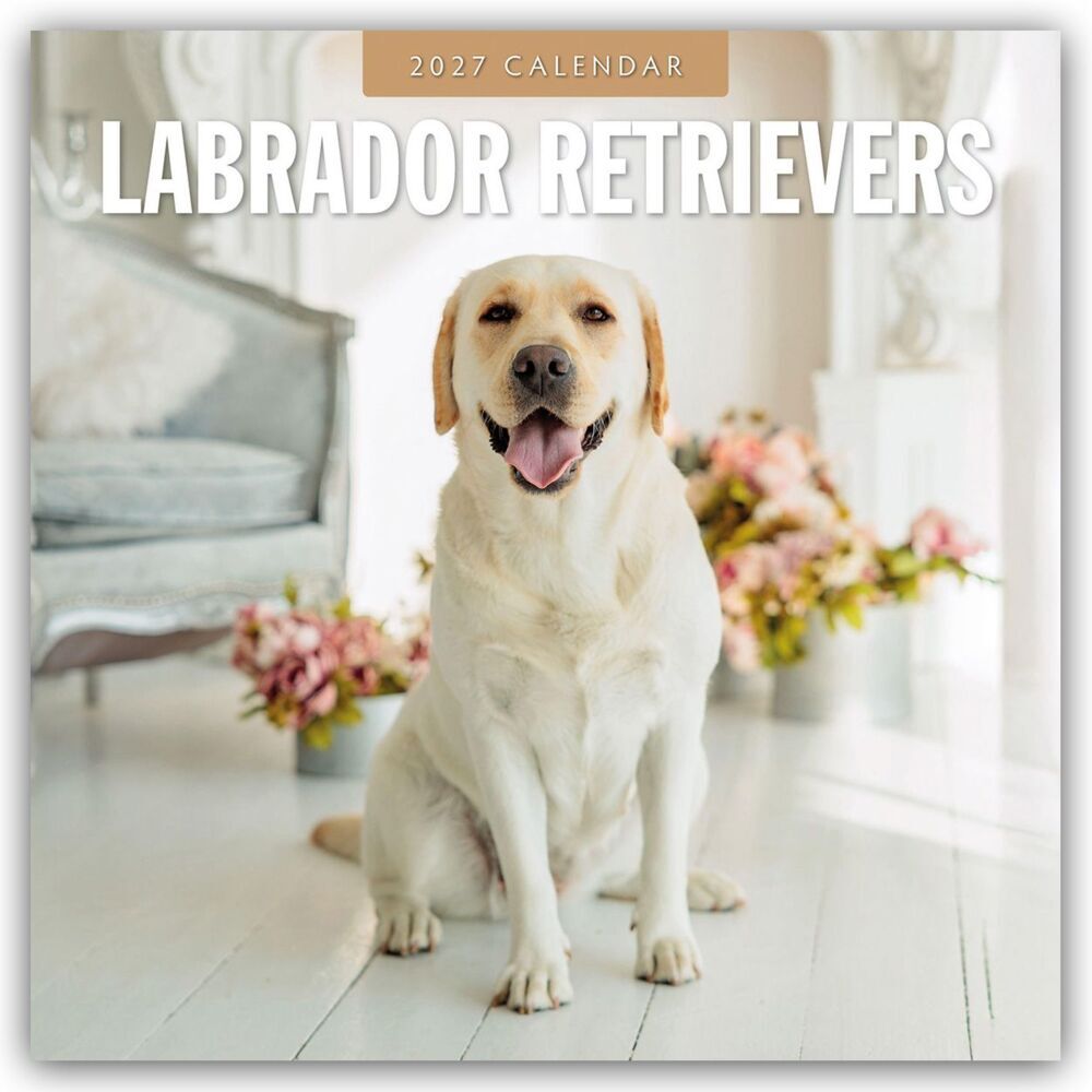 Labrador Retrievers - Labrador Retriever 2027 - 16-Monatskalender (Red Robin Publishing Ltd)