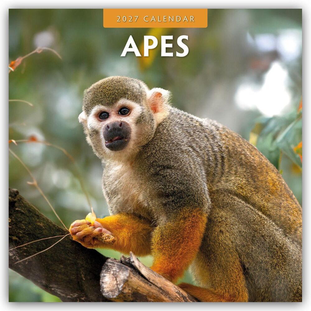 Apes - Affen 2027 - 16-Monatskalender (Red Robin Publishing Ltd)