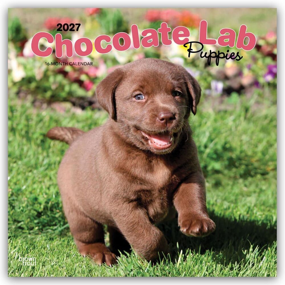 Chocolate Labrador Retriever Puppies - Braune Labrador Retriever Welpen 2027 - 16-Monatskalender (Browntrout Publishers Inc)