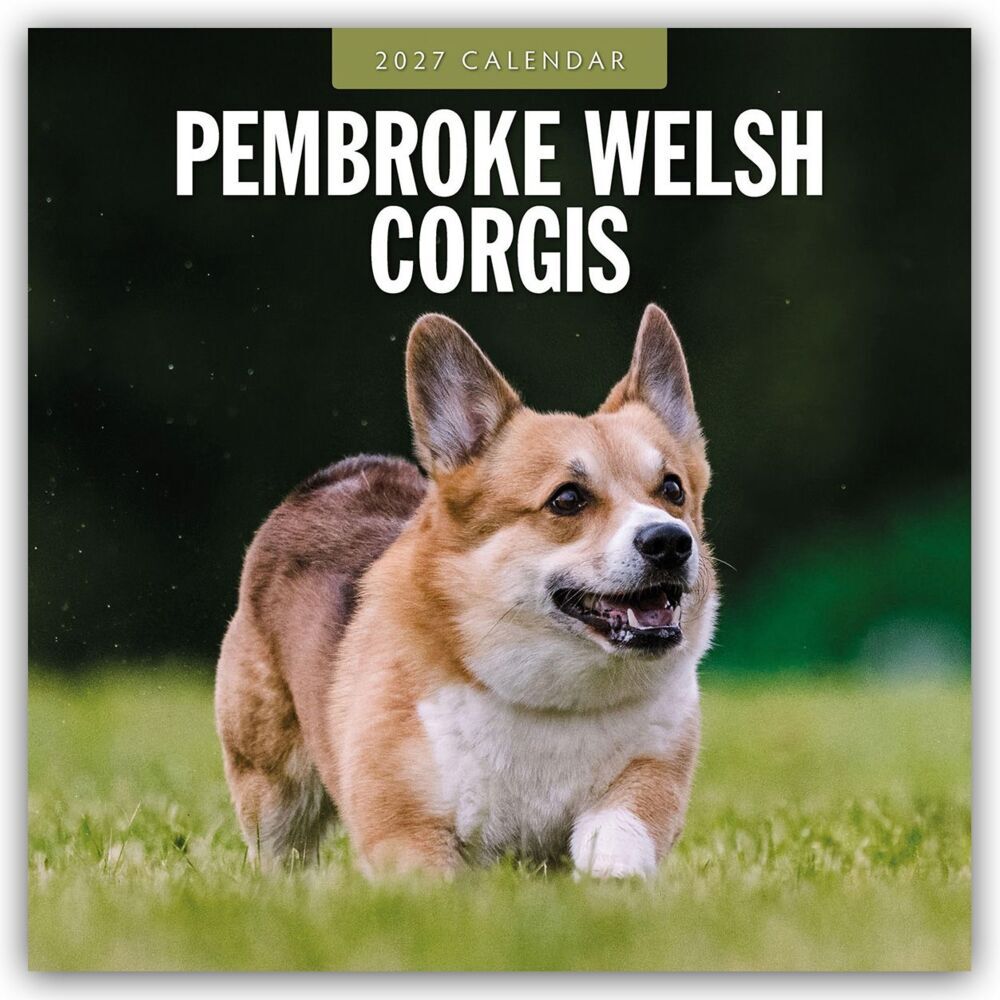 Pembroke Welsh Corgis - Pembroke Welsh Corgi 2027 - 16-Monatskalender (Red Robin Publishing Ltd)