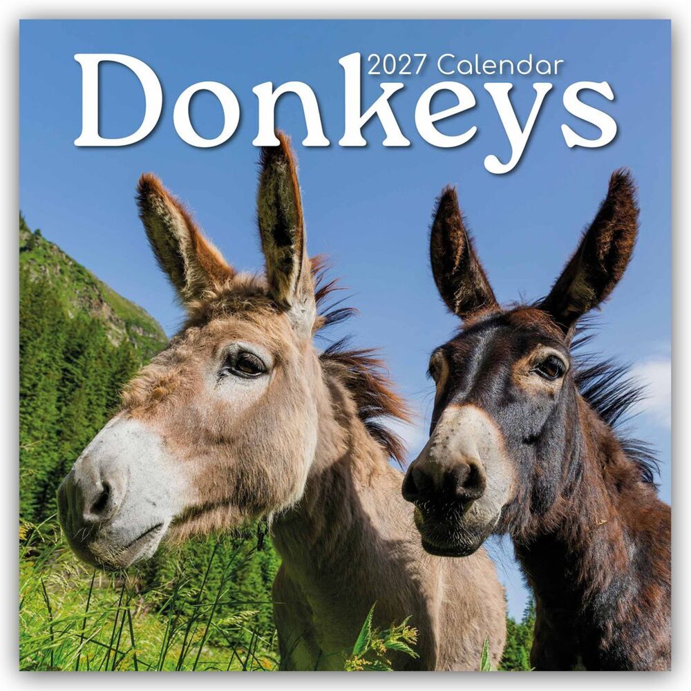 Donkeys - Esel 2027 - 16-Monatskalender (Gifted Stationery Co. Ltd)