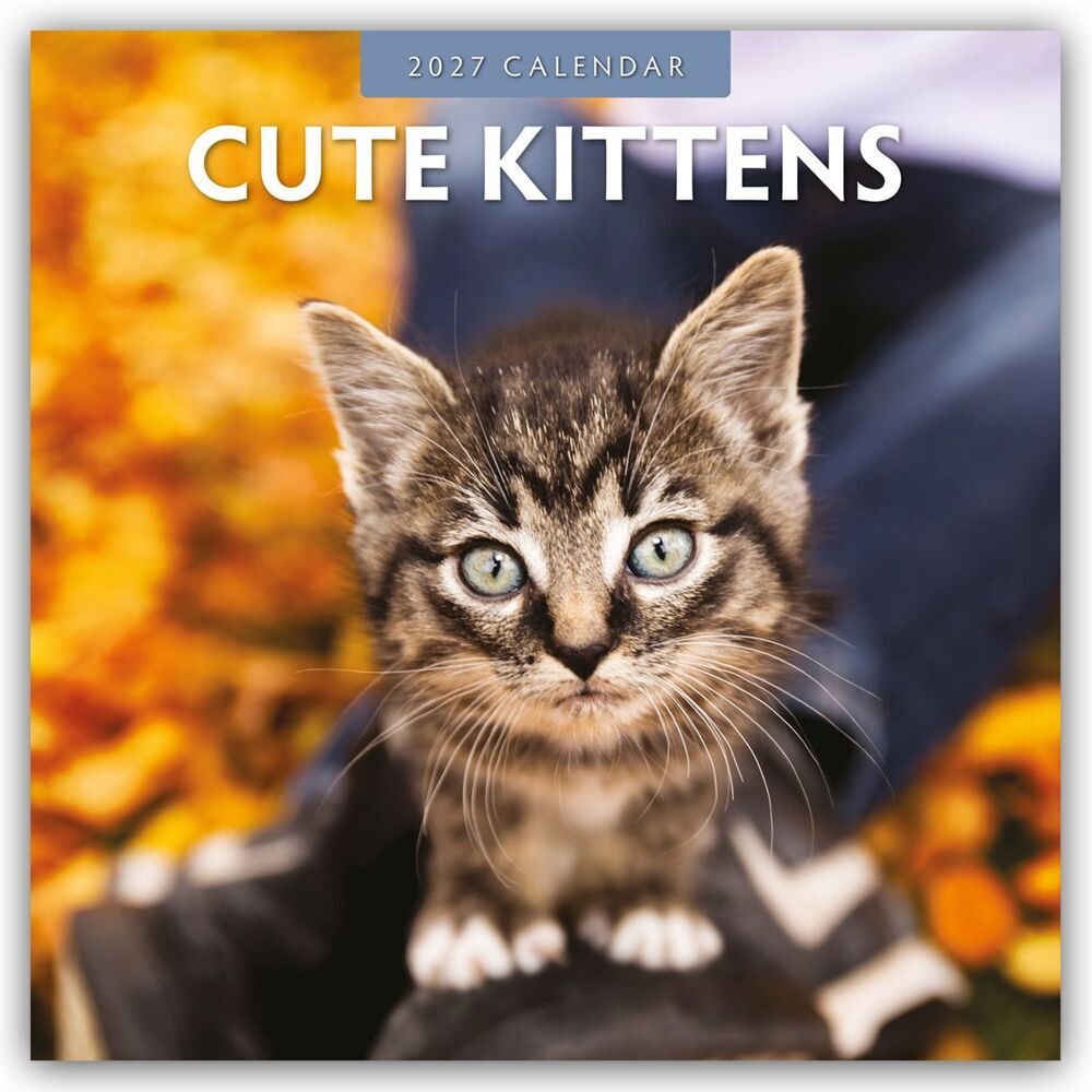Cute Kittens - Niedliche Kätzchen 2027 - 16-Monatskalender (Red Robin Publishing Ltd)